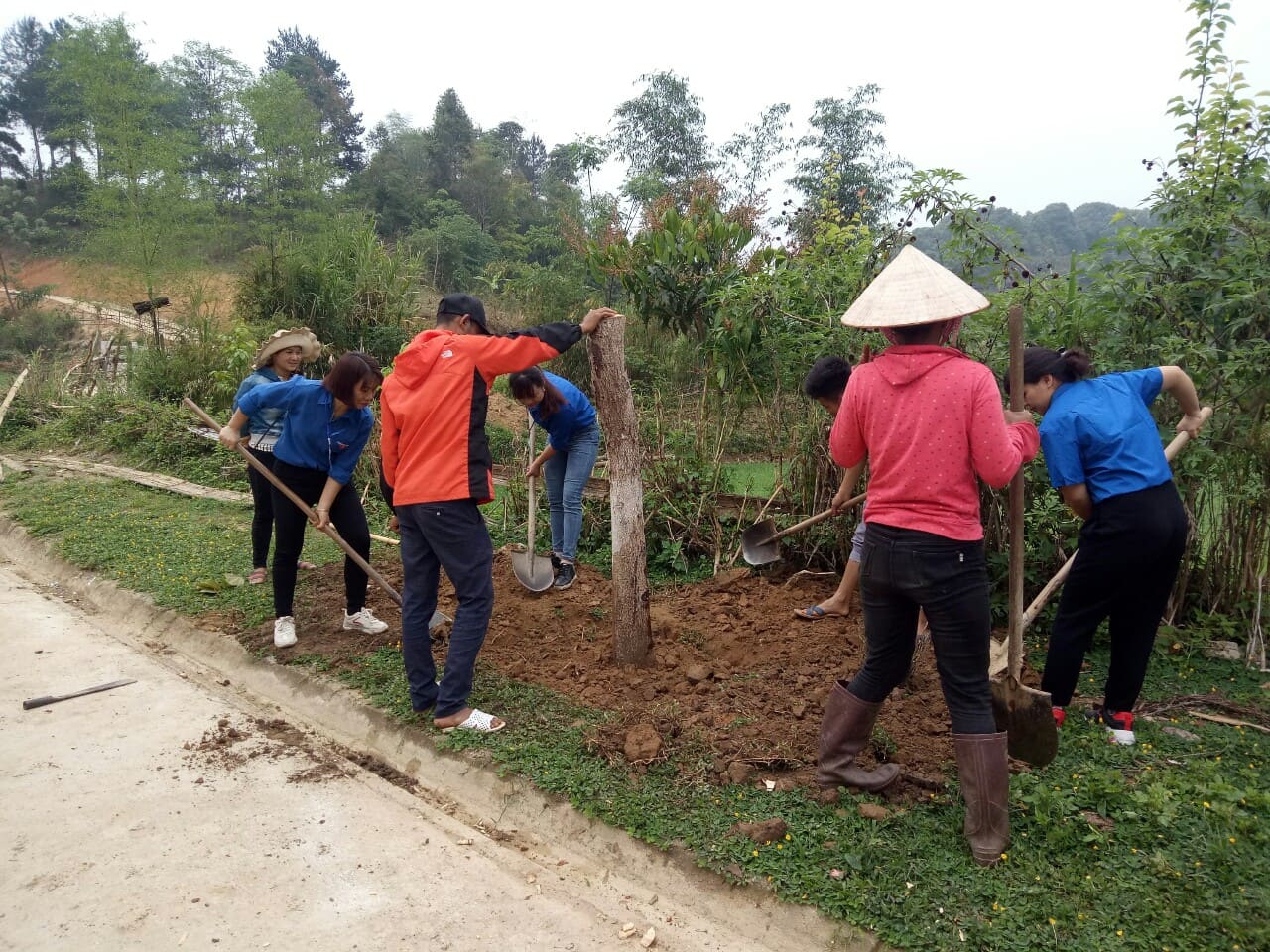 trông cây ban